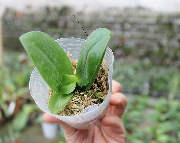 Phalaenopsis AL Sun Tiger x Zheng Min Tyrannosaurus.jpg