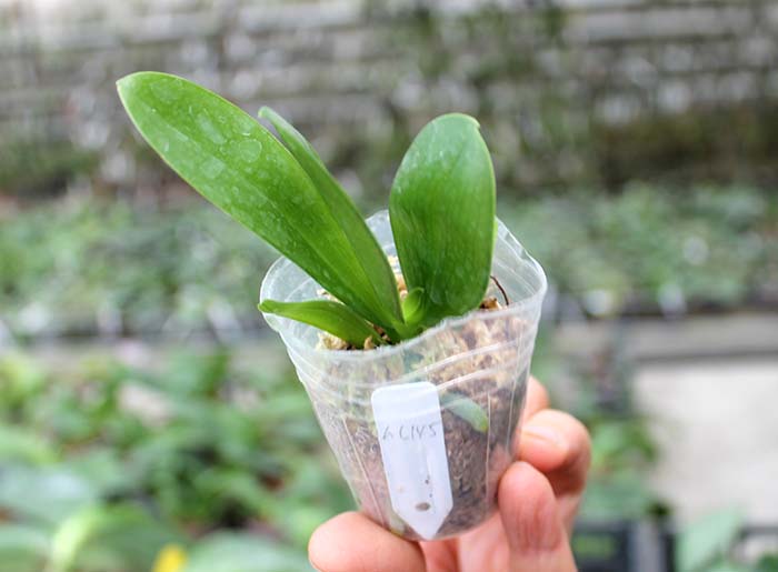 Phalaenopsis Al Green Eagle x Mituo Sun.jpg