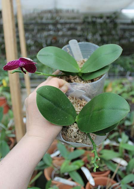 Phalaenopsis I-Hsin 'Spot Eagle'.jpg