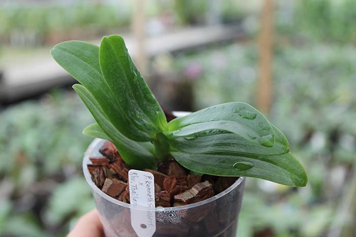 Phalaenopsis Kenneth Schubert x Rhynchovanda 'Thailand'.jpg