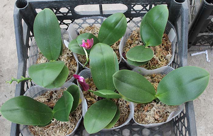 Phalaenopsis I-Hsin 'Spot Eagle.jpg