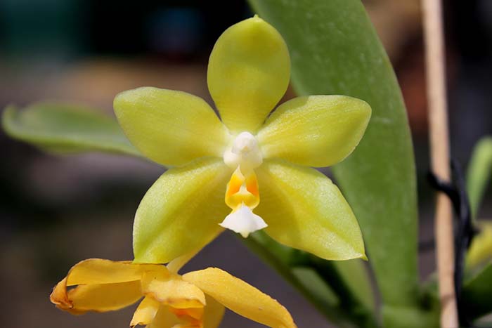 Phalaenopsis (Tzu Chiang Litlitz-micholtzii) '#1' x Joy Dreamy Jade '#7'.jpg