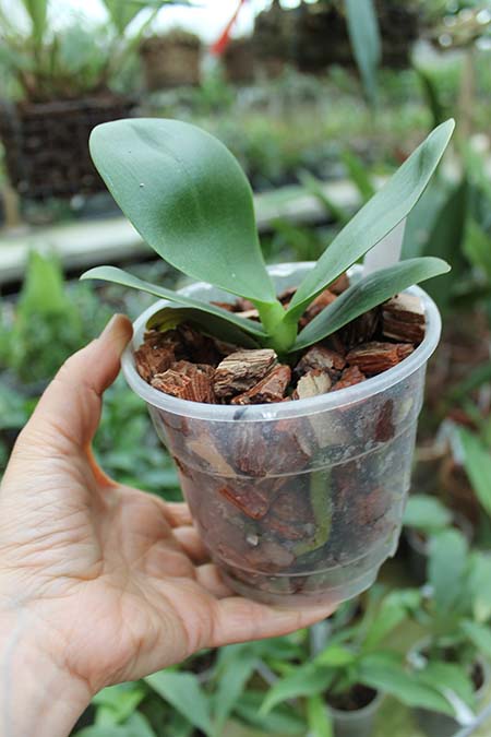 I-Hsin 'Spot Eagle.jpg