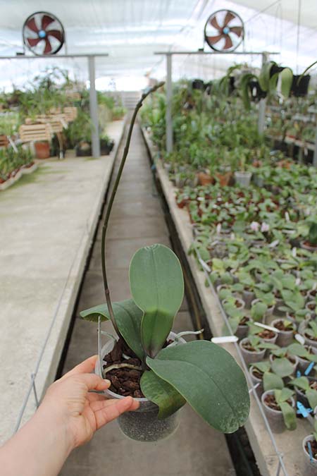 Phalaenopsis x amphitrite.jpg