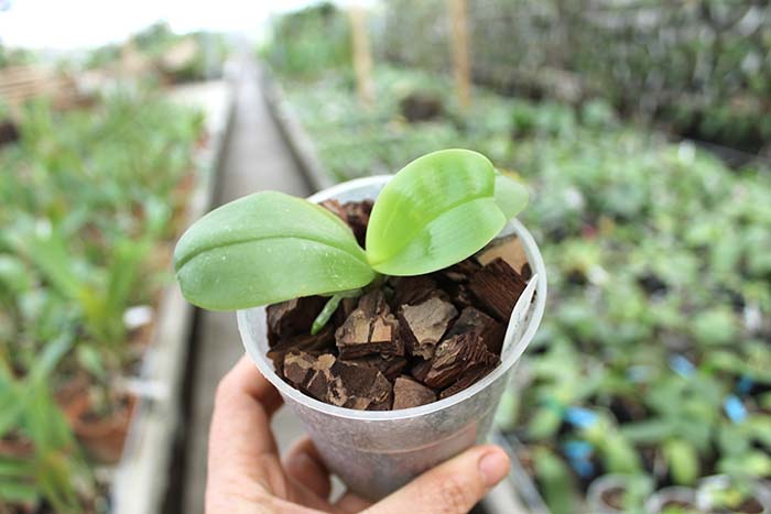 Phalaenopsis violacea 'Blue Indigo'.jpg