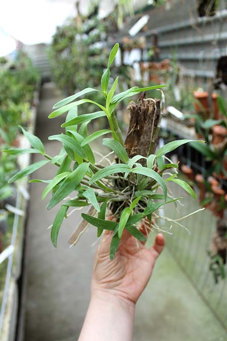 Dendrobium Cassiope.jpg