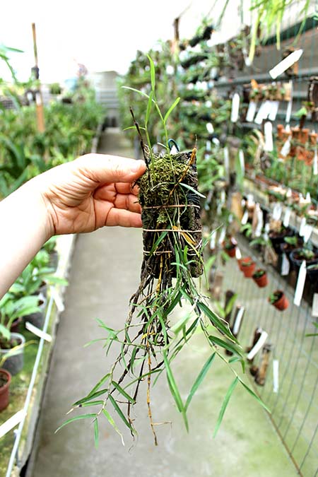 Dendrobium falconeri.jpg