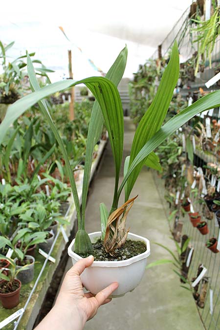 Coelogyne pandurata.jpg