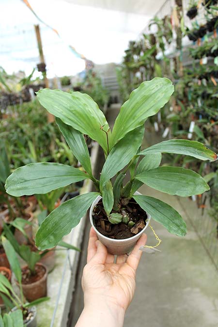 Pholidota chinensis.jpg