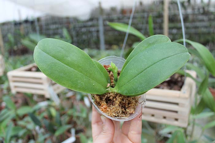 Phalaenopsis bellina AL.jpg