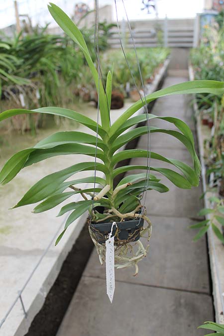 Vanda denisoniana Cream Shinetorn.jpg