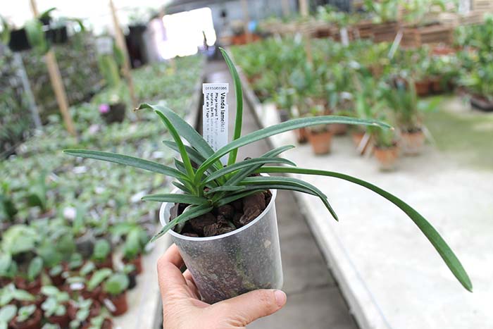 Vanda lamellata.jpg