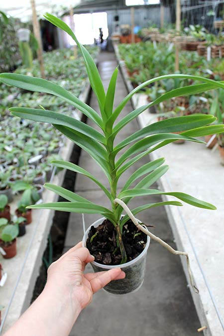 Mokara Jairak White.jpg