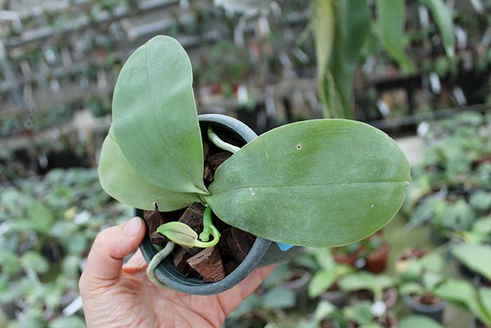 Phalaenopsis (Nobby's Green Eagle x DTE) x (violacea x Su-An Super Star).jpg