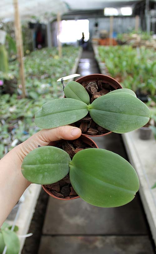 Phalaenopsis gigantea x bellina blue.jpg