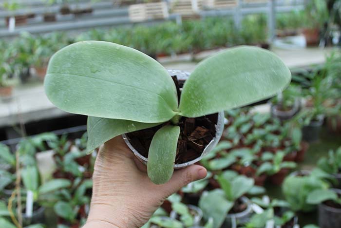 Phalaenopsis Samera x bellina blue.jpg