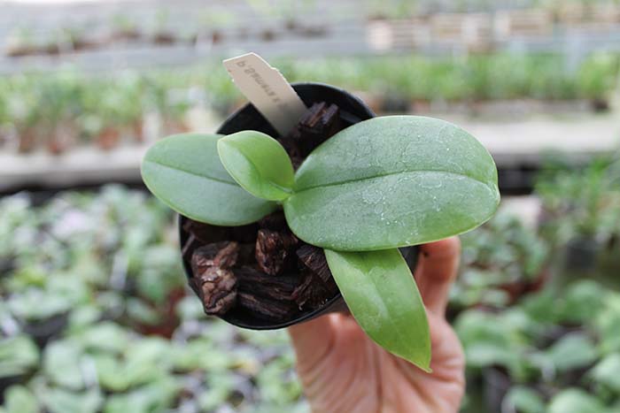 Phalaenopsis Samera x gigantea.jpg