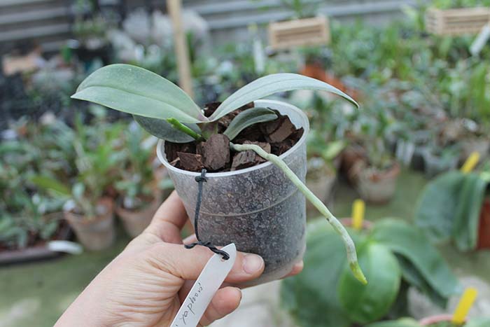 Phalaenopsis Ember 'Yaphon'.jpg