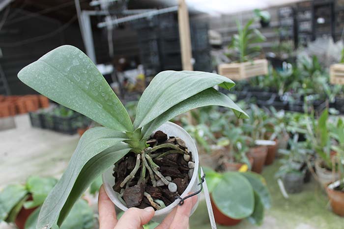 Phalaenopsis Coral Isles x Phalaenopsis corningiana.jpg