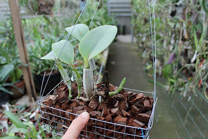 Cattleya walkeriana var semi-alba ('Puanani' x 'Tancho').jpg