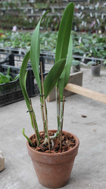 Brassocattleya Golf Green 'Hair Pig' (Cattleya Moscombe x Brassavola digbyana).jpg