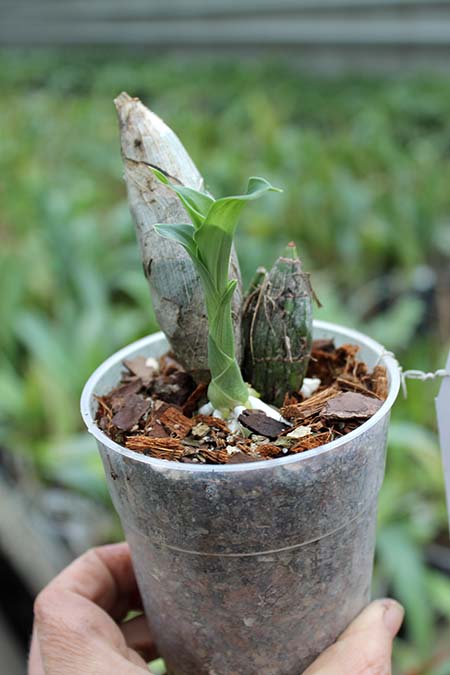 Catasetum fimbriatum 'Golden Horizon'.jpg