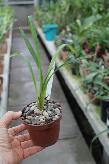 Cymbidium Isle 'Flamingo Three Lips'.jpg