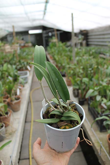 Brassocattleya Binosa 'Wabash Valley'.jpg