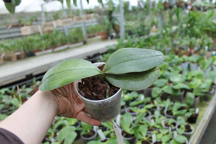 Phalaenopsis Sara Lee x Taipei Gold.jpg