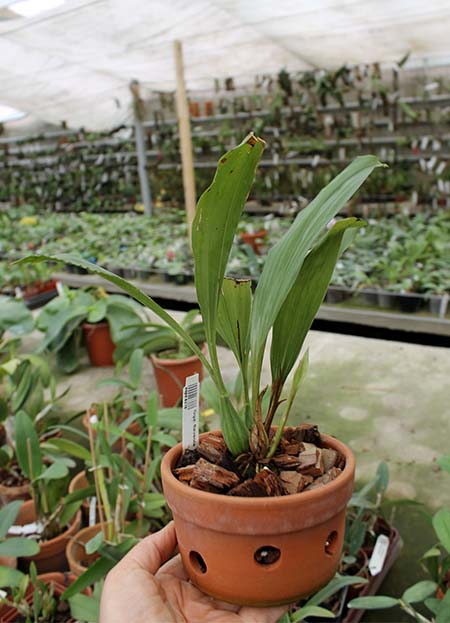 Gongora flaveola.jpg