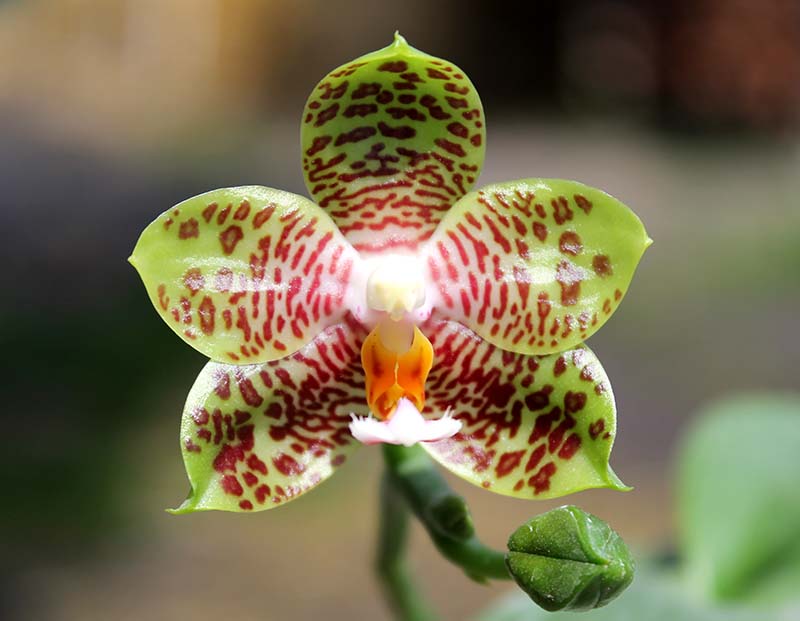 Phalaenopsis gigantea x Chang Yi 'Green Giant'.jpg