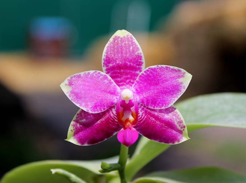 Phalaenopsis Grosbeak.jpg