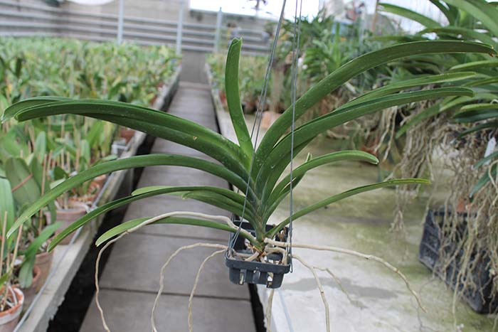 Vanda Jiraprapa - Davarak x Butterfly.jpg