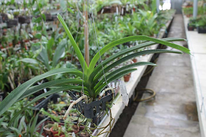 Vanda Pure Wax Pink Wimol.jpg