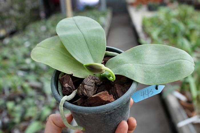 Phalaenopsis (Nobby's Green Eagle x DTE) x (violacea x Su-An Super Star).jpg