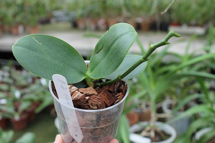 Phalaenopsis I-Hsin 'Spot Eagle'.jpg