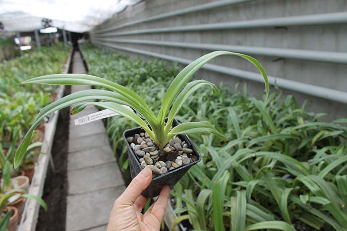 Phragmipedium Franz Glanz.jpg