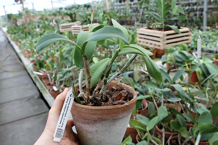 Cattleya intermedia orlatao 'Pedra Azul' x Cattleya intermedia flamea.jpg