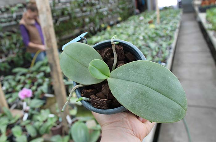 Phalaenopsis Yaphon Nicegirl x gigantea.jpg