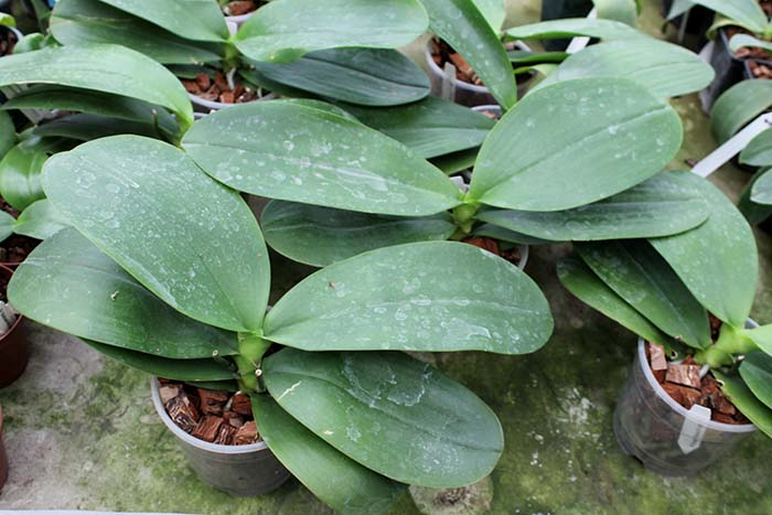 Phalaenopsis Sogo Relex 'F-1661'.jpg