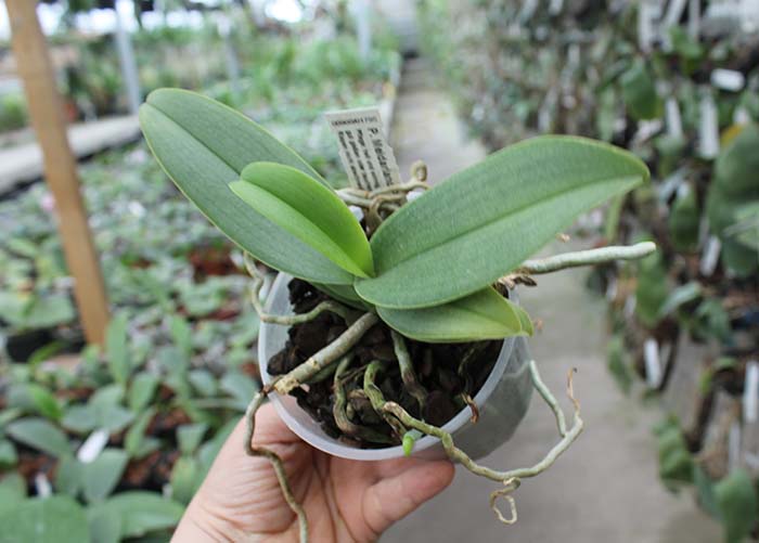 Phalaenopsis Meidarland Pulcheglad Blue.jpg