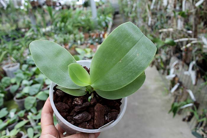 Phalaenopsis Samera.jpg