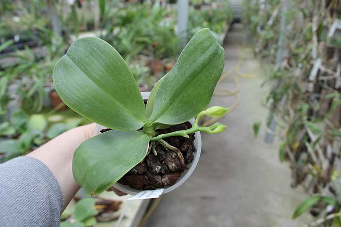 Phalaenopsis Zheng Min Muscadine x Tying Shin Fly Eagle.jpg