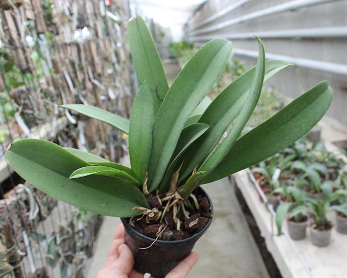 Oncidium Josephine x lanceanum.jpg