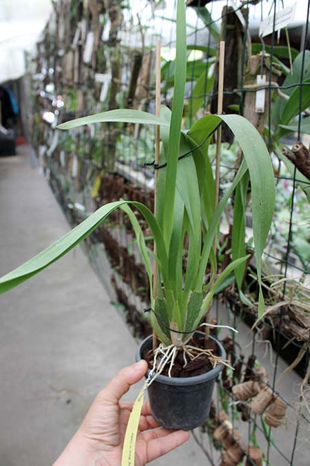 Beallara Dreamy 'Kool 'n Kinky'.jpg