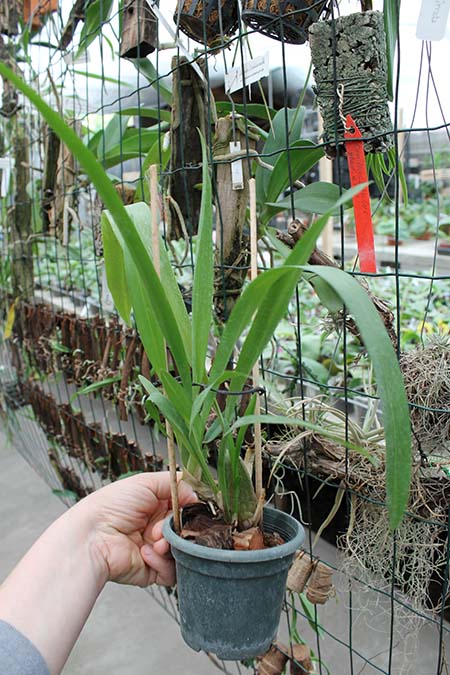 Beallara Mathias 'Glamour'.jpg