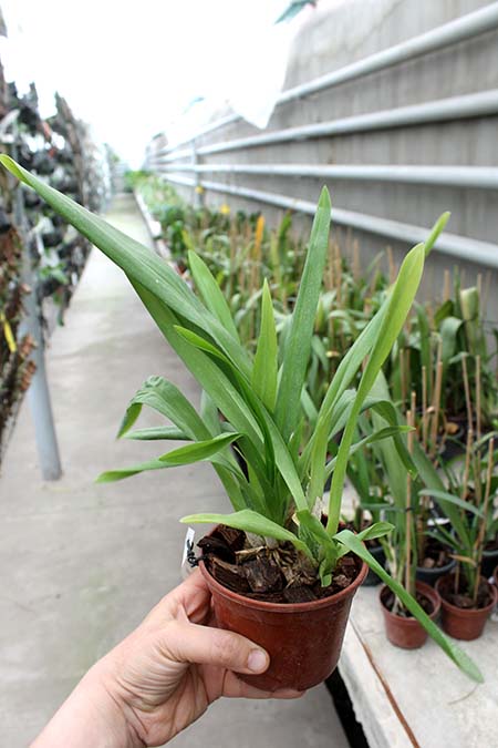 Carpenterara Sydney Smith 'Green Monkey'.jpg