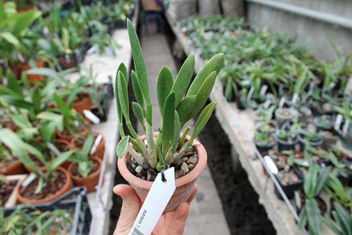 Laelia lucasiana.jpg