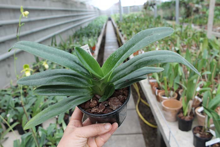 Paphiopedilum rothschildianum x hangianum.jpg