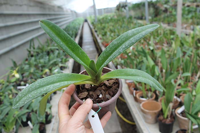 Paphiopedilum druryi.jpg